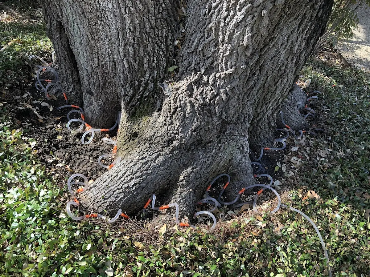 Detailed Tree Cabling and Bracing job site in Pinecrest