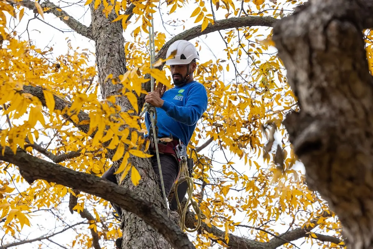 Skilled Tree Planing crew working in Pinecrest